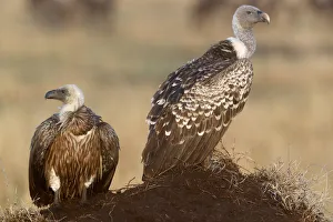 Looking Away Gallery: Flying white-backed vulture (Gyps africanus), Masai Mara Game Reserve, Kenya, East Africa