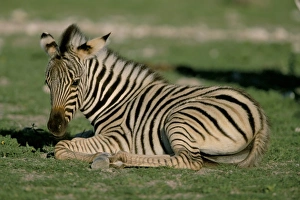 Patterned Prints: Foal of Burchells (Plains) zebra (Equus burchelli)