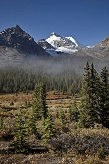 Albert A Prints: Fog in the Alpine valley, Jasper National Park