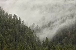 Foggy Gallery: Fog among evergreens, Yellowstone National Park, UNESCO World Heritage Site, Wyoming
