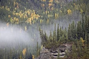 Images Dated 22nd September 2009: Fog and fall colors, Alaska Highway, British Columbia, Canada, North America