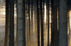 Enigma Prints: Fog in the forest