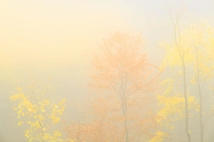 Fog in the forest of Bagni di Masino during autumn, Valmasino, Valtellina. Lombardy