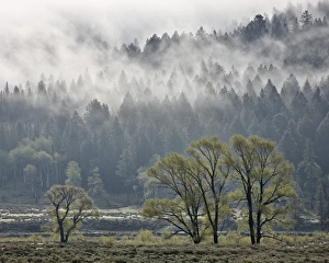 Evergreen Prints: Fog mingling with evergreen trees with some cottonwoods