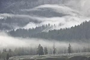 Evergreen Prints: Fog mingling with evergreen trees