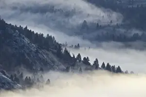 Evergreen Prints: Fog among the mountains and evergreens
