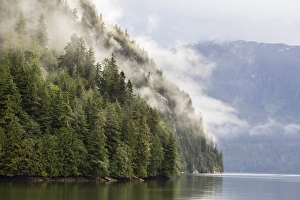 Fog-shrouded forest near Juneau, Southeast Alaska, United States of America, North America