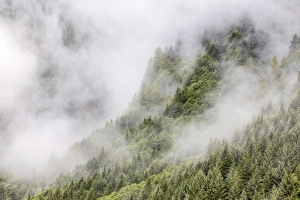 Juneau Prints: Fog-shrouded forest near Juneau, Southeast Alaska, United States of America, North America