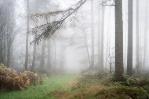 Foggy autumn woods at Wass Bank near Helmsley, The North Yorkshire Moors, England