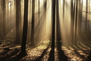 Sun Beam Prints: Foggy forest and sunrays