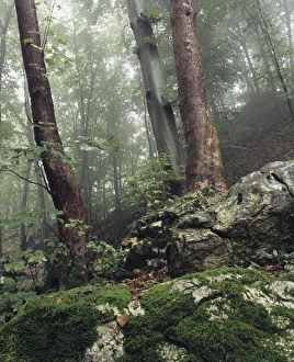 Images Dated 19th May 2009: Foggy trees on a rock, Zipfelbach Schlucht Gorge, Weilheim, Swabian Alb, Baden Wurttemberg