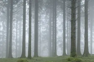 Dartmoor Prints: Foggy winter morning in a conifer woodland near Fernworthy Reservoir, Dartmoor, Devon