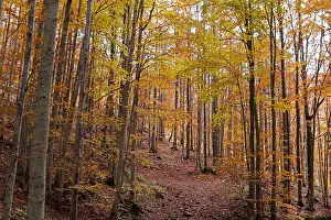 Beech Tree Prints: Foliage colors in a beech wood, Parco Regionale del Corno alle Scale, Emilia Romagna