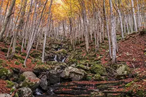 Beech Tree Prints: Foliage colors in the wood, Parco Regionale del Corno alle Scale, Emilia Romagna, Italy