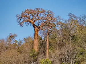 Sights Prints: Fony baobab trees, Adansonia rubrostipa