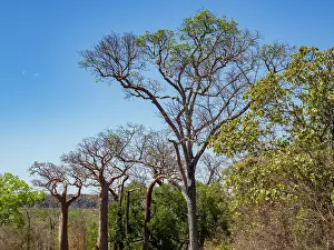 Season Prints: Fony baobab trees grow in Anjajavy Private Reserve with blue sky in Madagascar during dry season