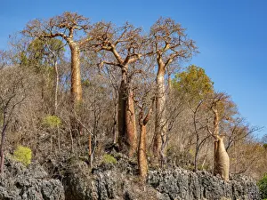 Season Prints: Fony baobab trees growing in the Anjajavy Private Reserve in Madagascar under a blue sky