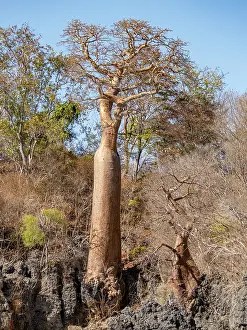 Tall Prints: Fony baobab trees stand tall in Anjajavy Private Reserve in Madagascar under clear blue skies