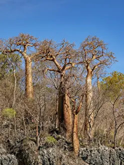 Tall Prints: Fony baobab trees show their unique shapes in a dry landscape of Madagascar