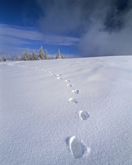 Deep Prints: Foot steps in the snow, Kandel Mountain, Black Forest, Baden Wurttemberg, Germany, Europe