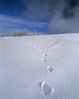 Images Dated 1st January 2010: Foot steps in the snow, Kandel Mountain, Black Forest, Baden Wurttemberg, Germany, Europe
