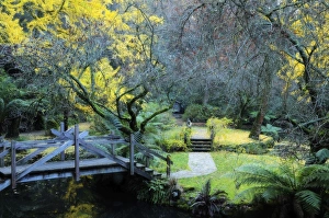 Images Dated 22nd May 2008: Footbridge, Alfred Nicholas Gardens, Dandenong Ranges, Victoria, Australia, Pacific