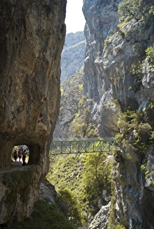 Walkers Prints: Footbridge over the Cares Gorge, Picos de Europa, Castilla y Leon, Spain, Europe