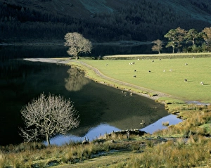 Buttermere Prints: Footpath, Buttermere, Lake District National Park, Cumbria, England, United Kingdom