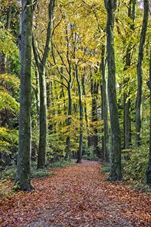 Footpath leading through beech tree woodland, Basingstoke, Hampshire, England