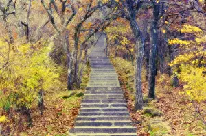 Autumnal Leaves Prints: Footpath through mountain forest, Huang Shan (Yellow Mountain), UNESCO World Heritage Site