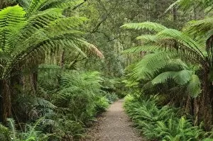 Images Dated 30th April 2011: Footpath through Temperate Rainforest, Strahan, Tasmania, Australia, Pacific