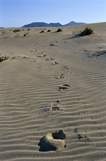 Corralejo Prints: Footprints through sand dunes, near Corralejo