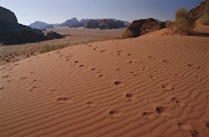 Wadi Rum Prints: Footsteps, desert scenery