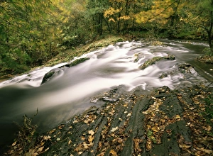 Creek Prints: Force Falls in autumn, Ruscand Valley, Lake District National Park, Cumbria