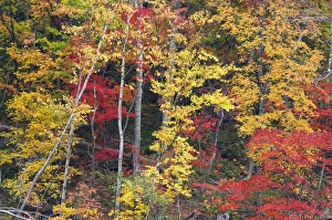 Images Dated 19th October 2007: Forest in autumn