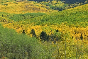 Santa Fe Prints: Forest in autumn hues