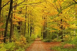 Images Dated 11th October 2008: Forest in autumn, Schoenbuch, Baden-Wurttemberg, Germany, Europe