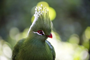Green Colour Prints: A forest bird at Birds of Eden in Plettenberg Bay, South Africa, Africa