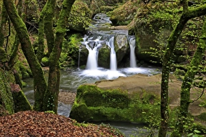 Mossy Prints: Forest brook, Schiessendumpel, Mullerthal, Luxembourg, Europe