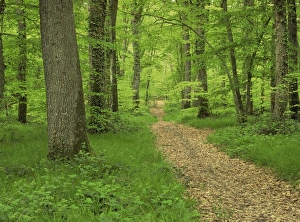 Chambord Prints: Forest of Chambord, Loir et Cher, Loire Centre, France, Europe