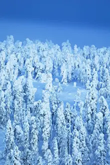 Finland Prints: A forest completely covered in snow during a blue hour in Finnish Lapland, Finland, Europe