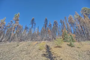 Loss Prints: Forest damage from Dragon Bravo Wildfire at Grand Canyon North Rim Arizona in 2025