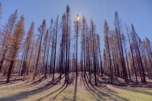 Grand Prints: Forest damage from Dragon Bravo Wildfire at Grand Canyon North Rim Arizona in 2025