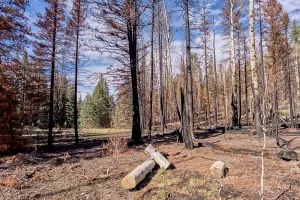 Loss Prints: Forest damage from Dragon Bravo Wildfire at Grand Canyon North Rim Arizona in 2025