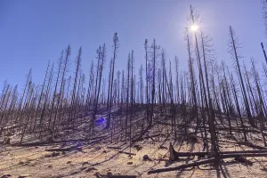 Grand Prints: Forest damage from Dragon Bravo Wildfire at Grand Canyon North Rim in Arizona following the 2025 fire