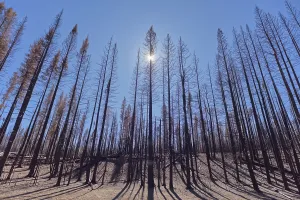 Loss Prints: Forest destruction at Grand Canyon North Rim due to the Dragon Bravo Wildfire of 2025