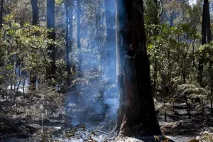 Images Dated 15th October 2009: Forest fire in country outside Perth, West Australia, Australia, Pacific