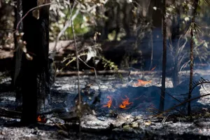 Images Dated 15th October 2009: Forest fire in country outside Perth, West Australia, Australia, Pacific