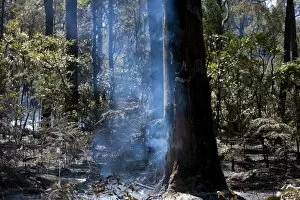 Images Dated 15th October 2009: Forest fire in country outside Perth, West Australia, Australia, Pacific