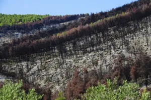 Sporades Prints: Forest fire devastation near Agnotas, Skopelos, Sporades Islands, Greek Islands